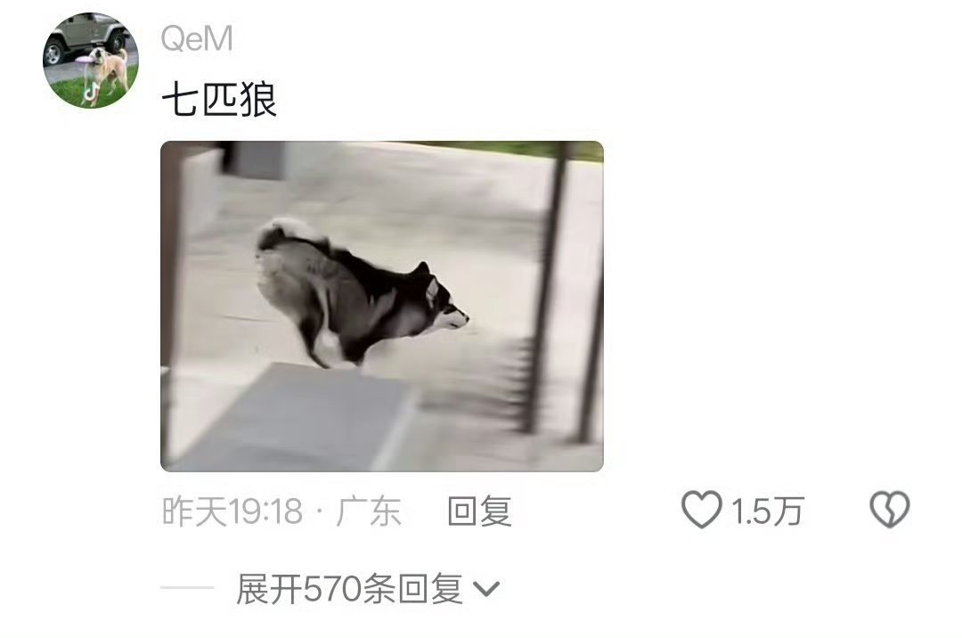 狗 快别拍了我有点尴尬再见了！！各位！！！ 