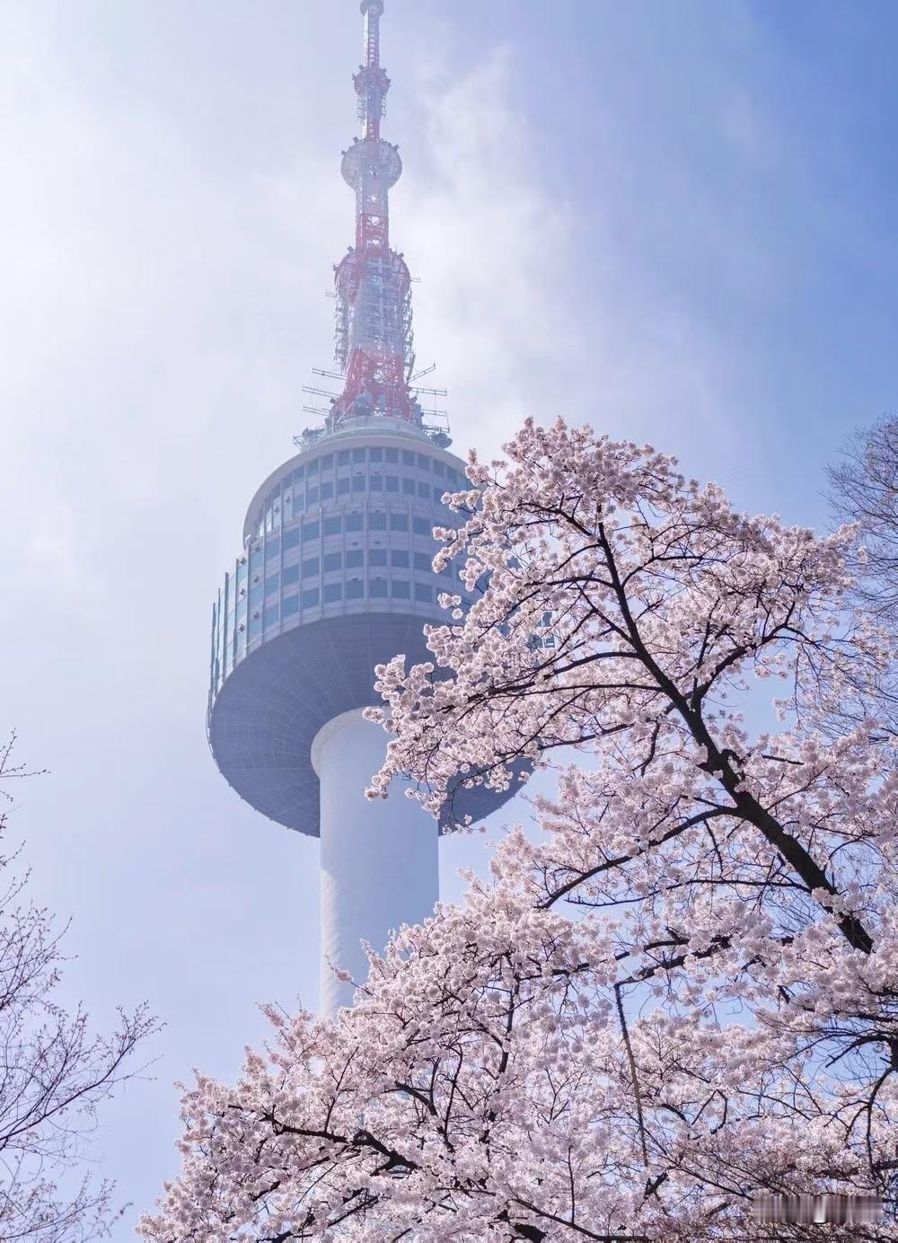 韩国樱花季节…
有人说樱花之美在于其凋零的刹那，盛开着的樱花 唯美樱花景 公园里
