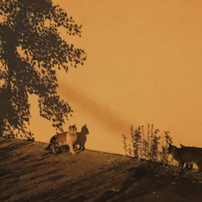 其实我一直觉着所谓爱，就是陪伴，没太多别的。——韩寒