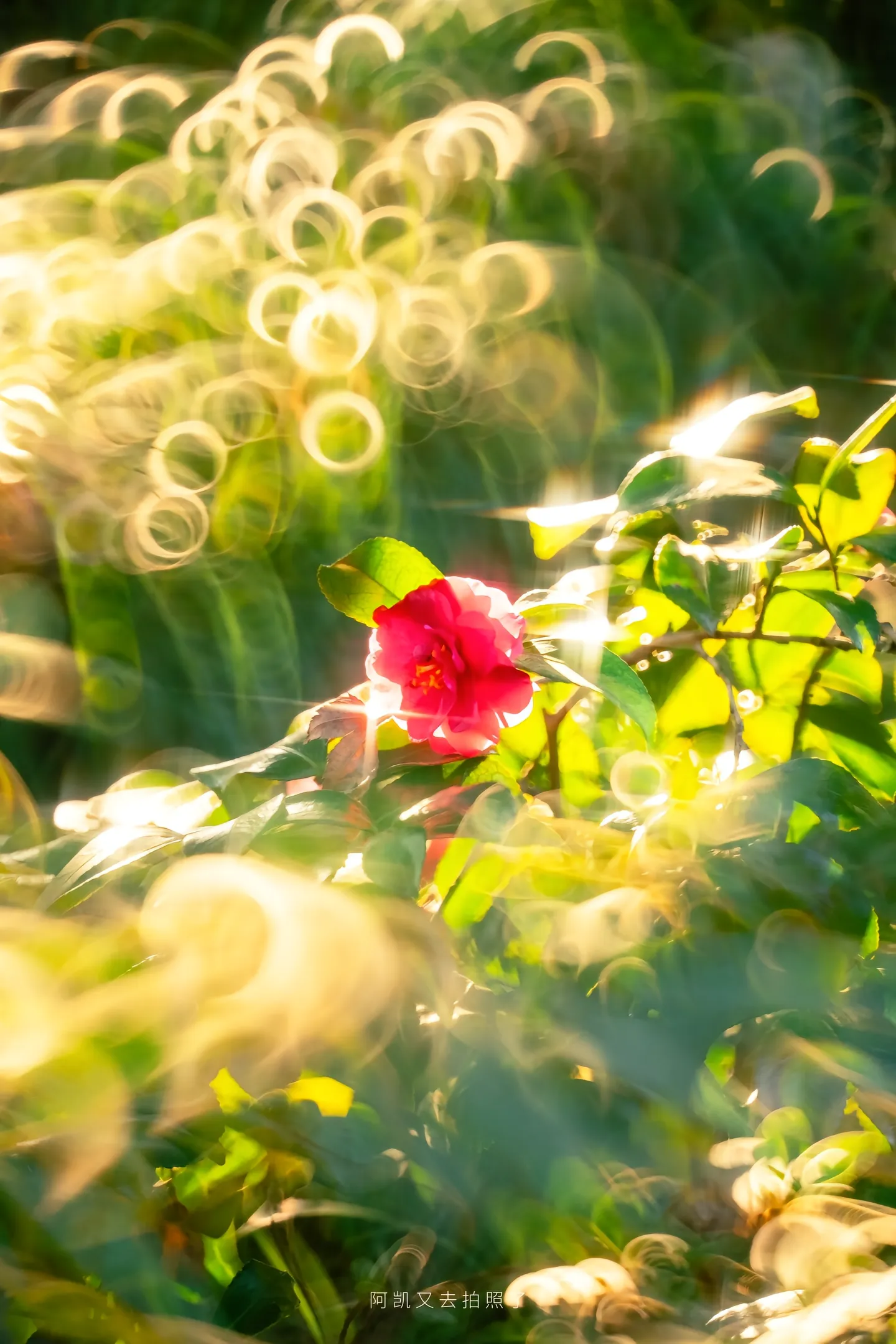 没人能拒绝甜甜圈一样的虚化吧。