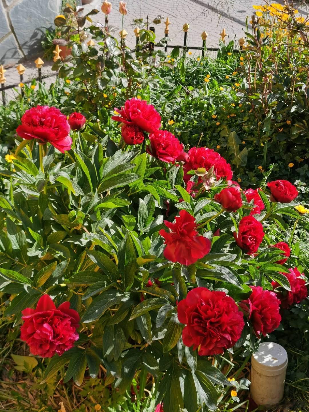 问一下，这个花是牡丹吗？ ​​​
