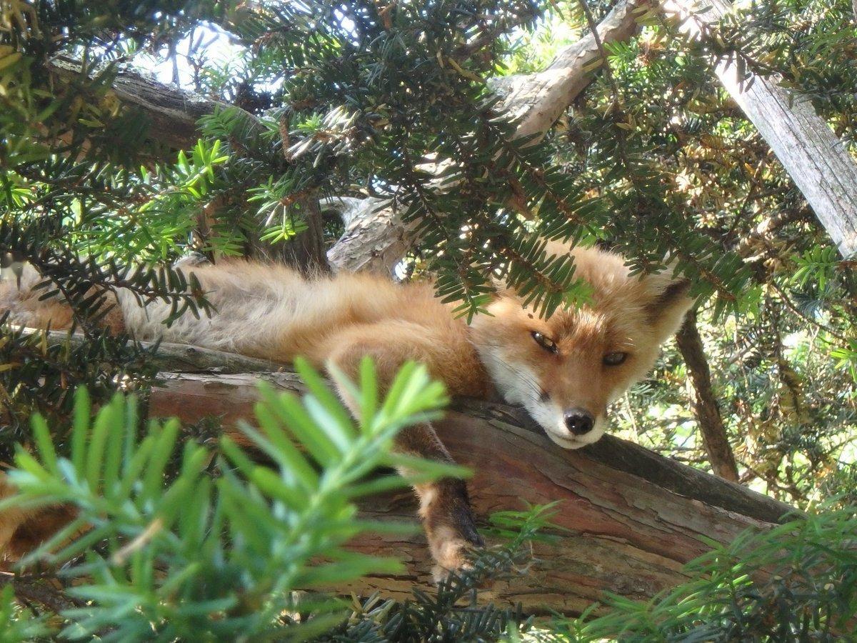 狐狸 夏天了北狐牧场的芒果核狐狐选集©️mfmtbtmfm 