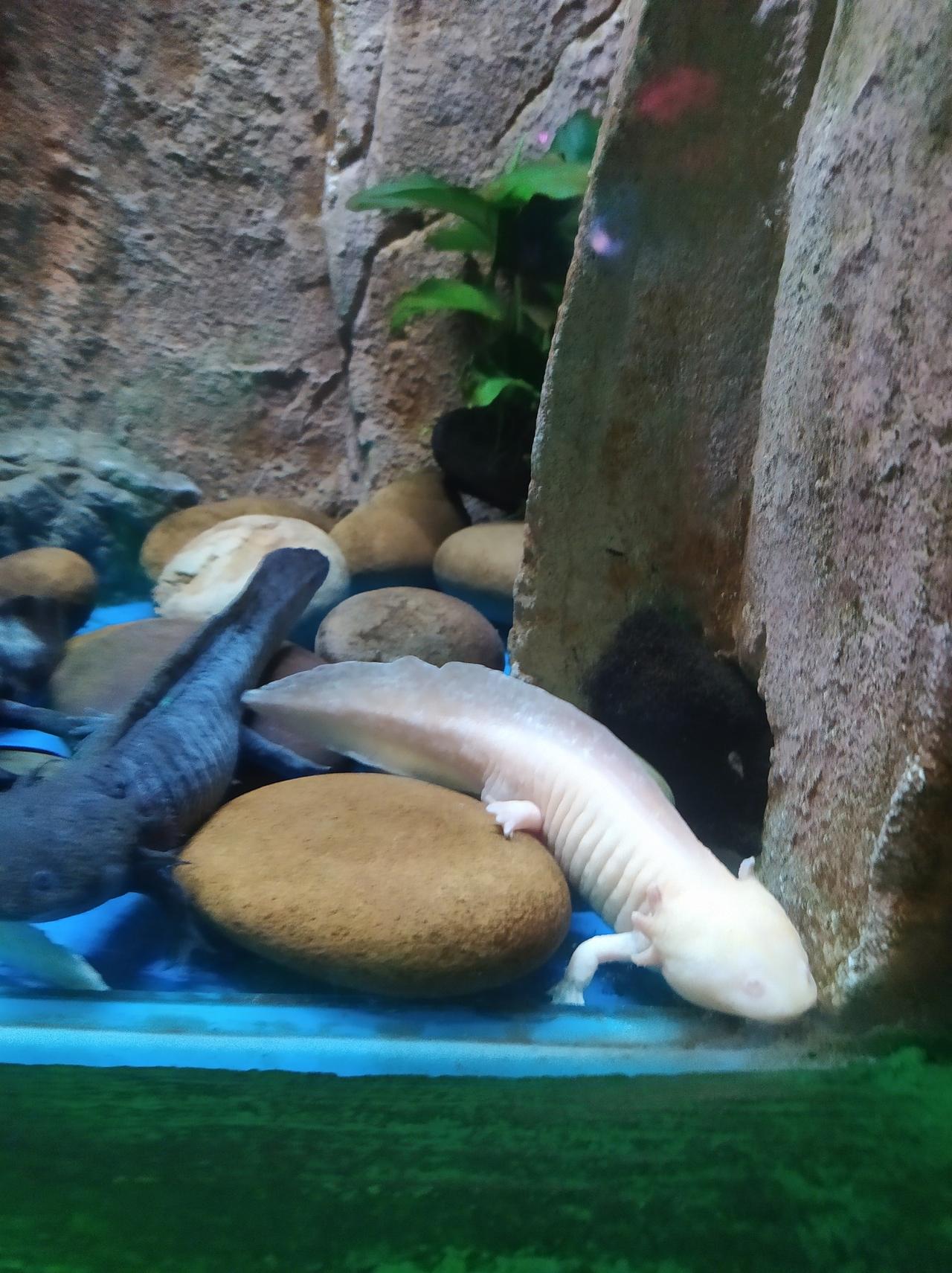 晒图笔记大赛这是娃娃鱼吧，就是传说中的美人鱼。居然他们还长4只脚。