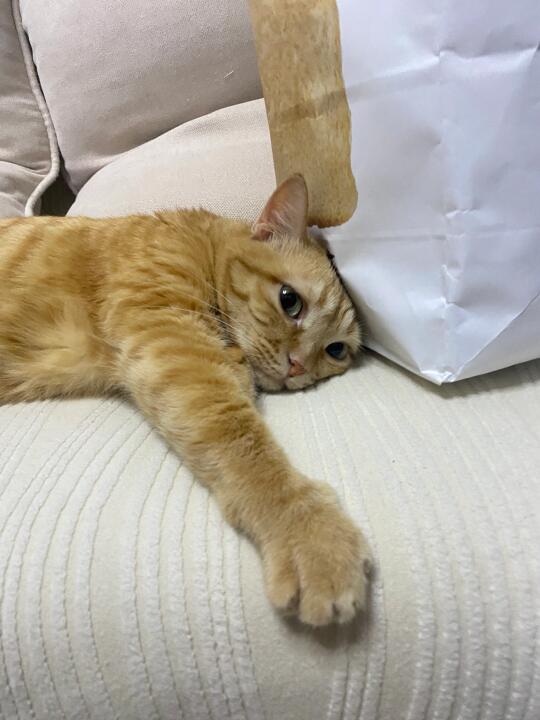 可是她真的真的很可爱唉…
