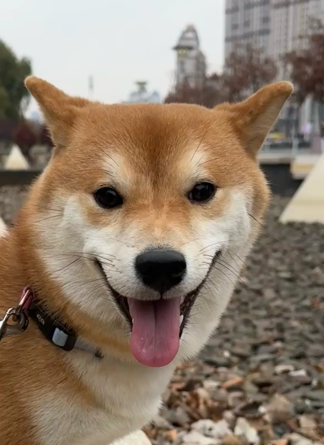 是你叫我吗