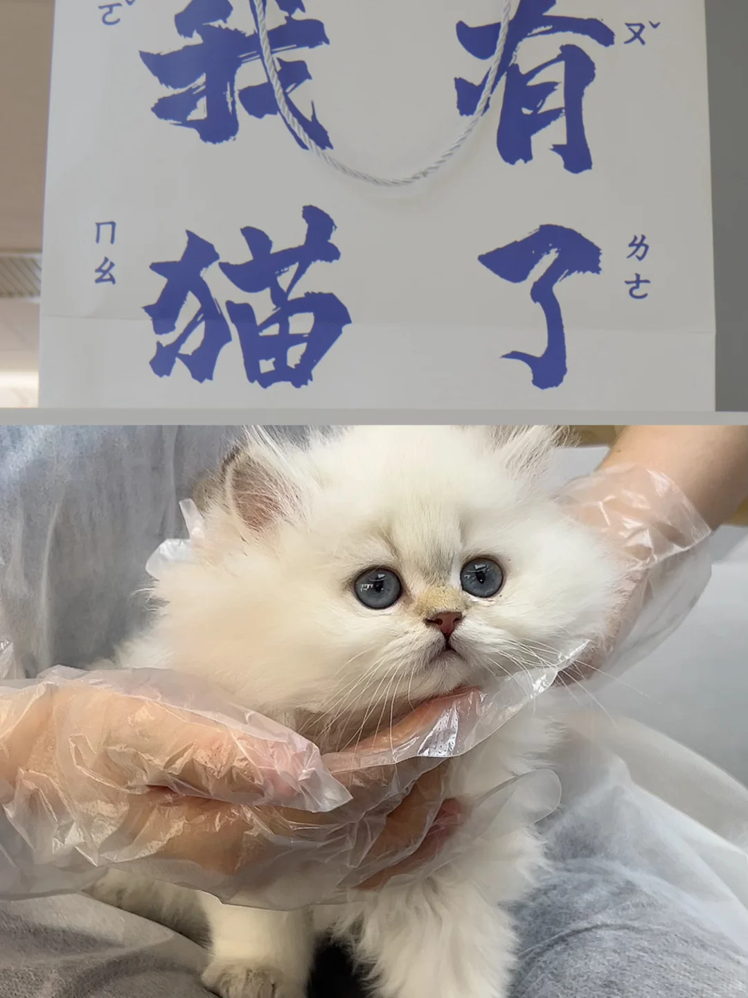 领喵啦！天天rua～
