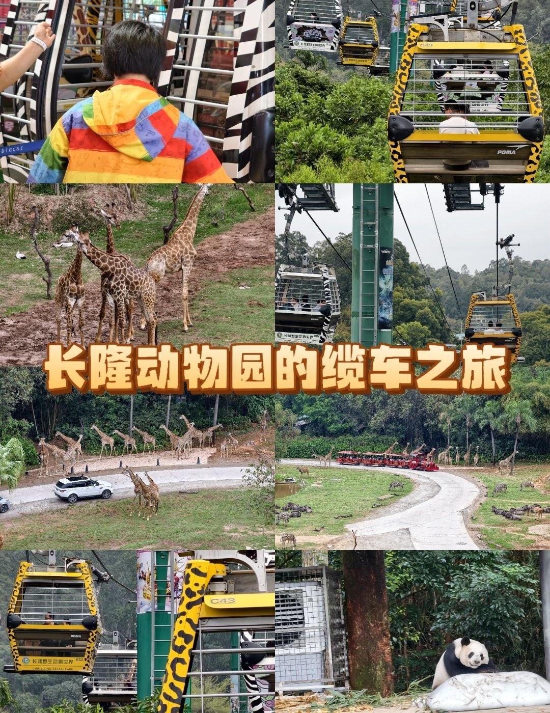 广州长隆动物园的缆车之旅大开眼界
📍广州 长隆野生动物世界-天鹅湖
用一场旅行