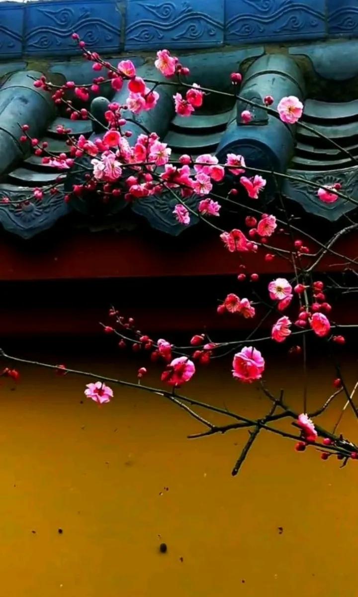 自古红杏墙外伸，
惹得世人论到今，
花儿只为晒晒暖，
………请友续句………？
[