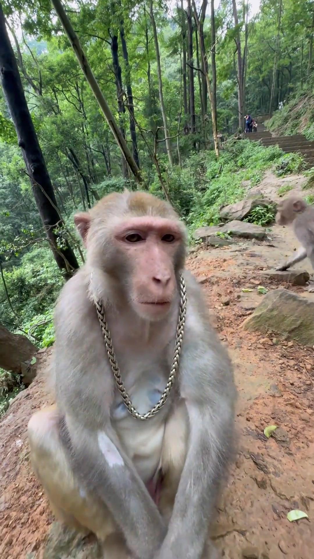 一只“猴子”点燃的文旅篝火
 
谁能想到，一只猴子能成为文旅圈的“流量密码”？从