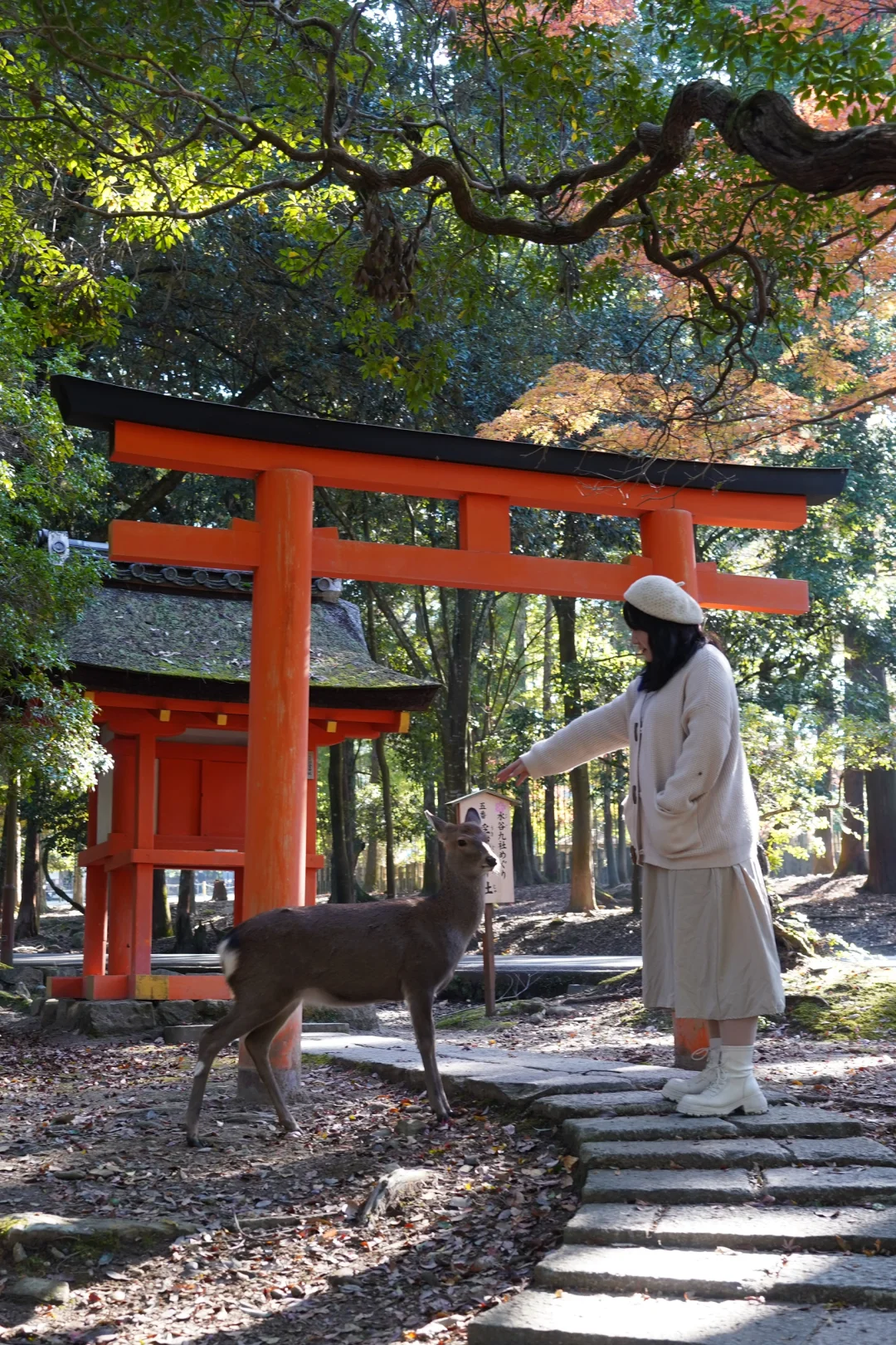 日本 | 奈良遇见治愈系小鹿🦌