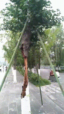 坚强的树，有什么办法能让这棵树牢固一点呢？ 