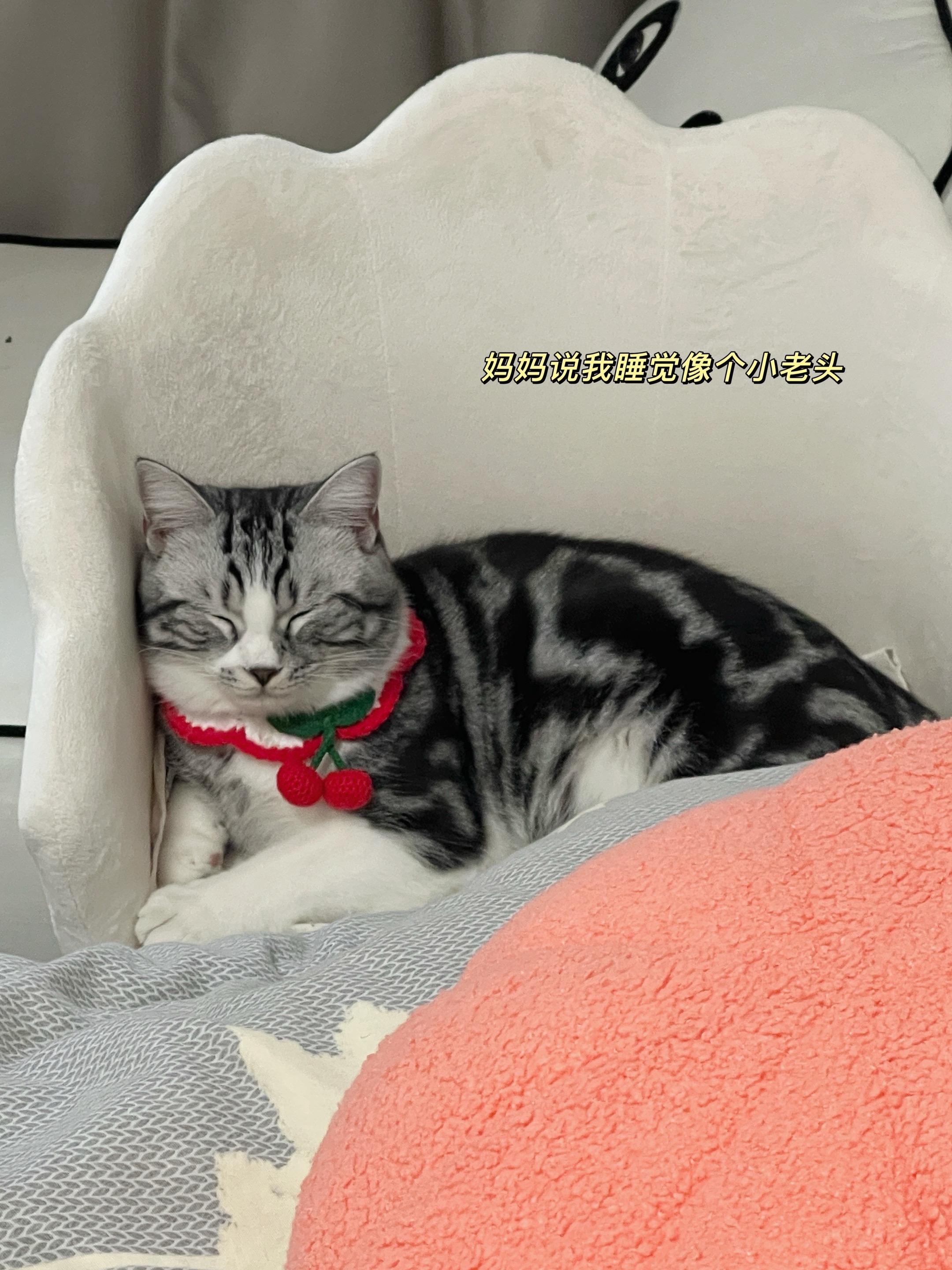 满德猪我呀 最近长胖了很多 是个实心的煤气罐罐啦～