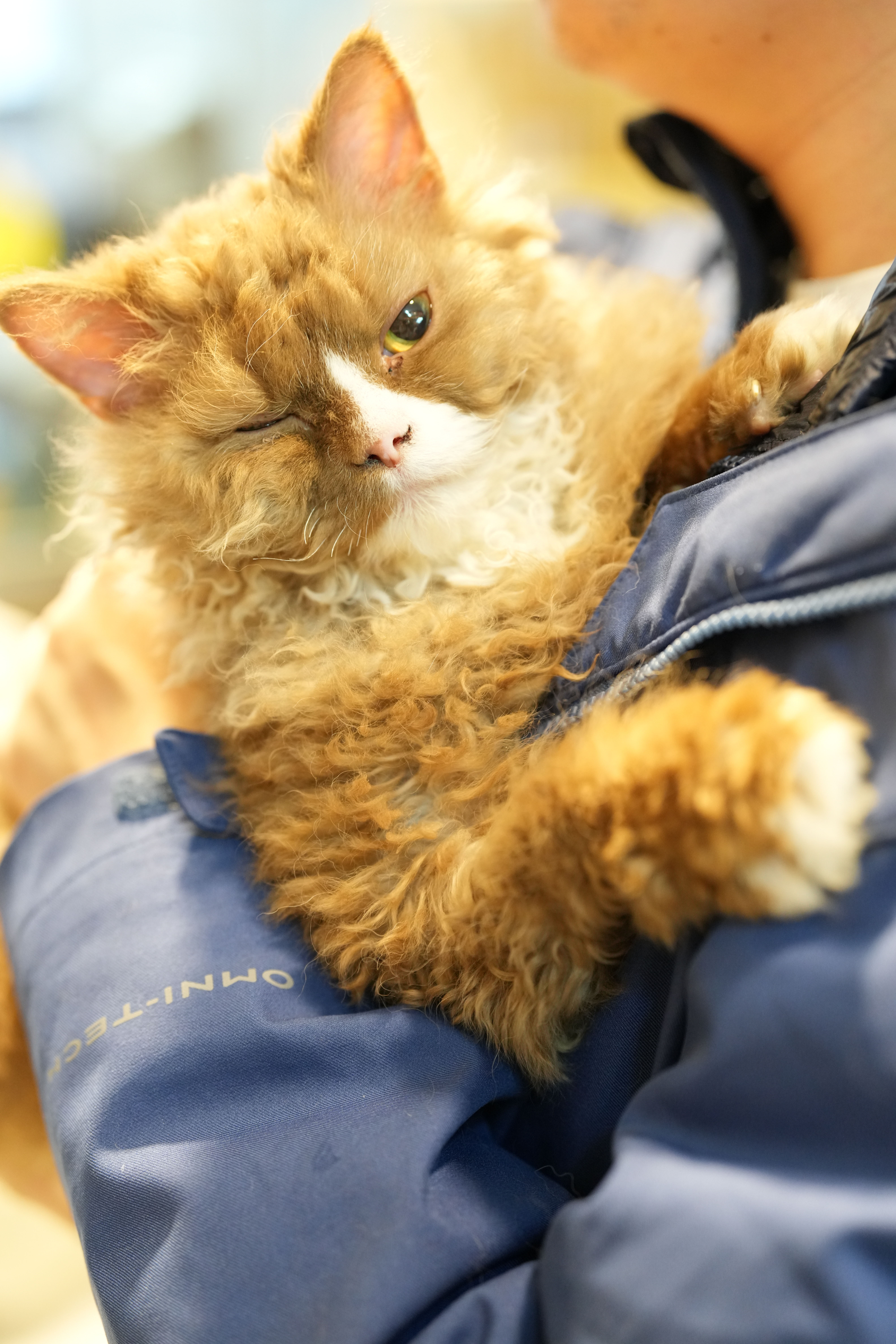 接新猫回家[嘻嘻] ​​​