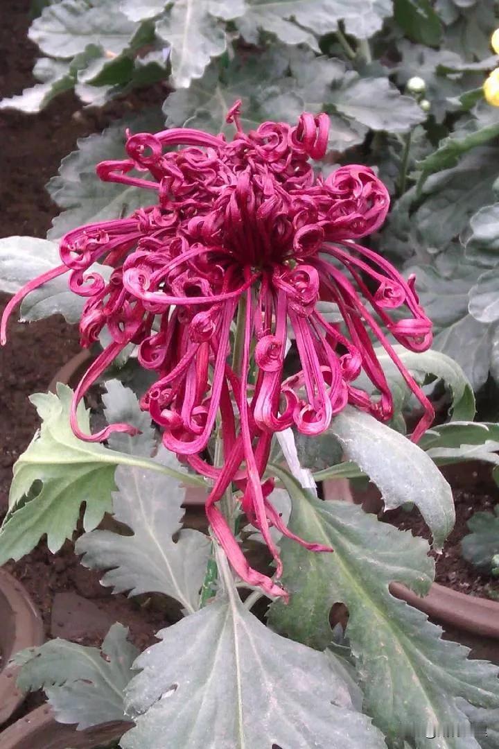 分享一张拍的花香山秋菊自拍