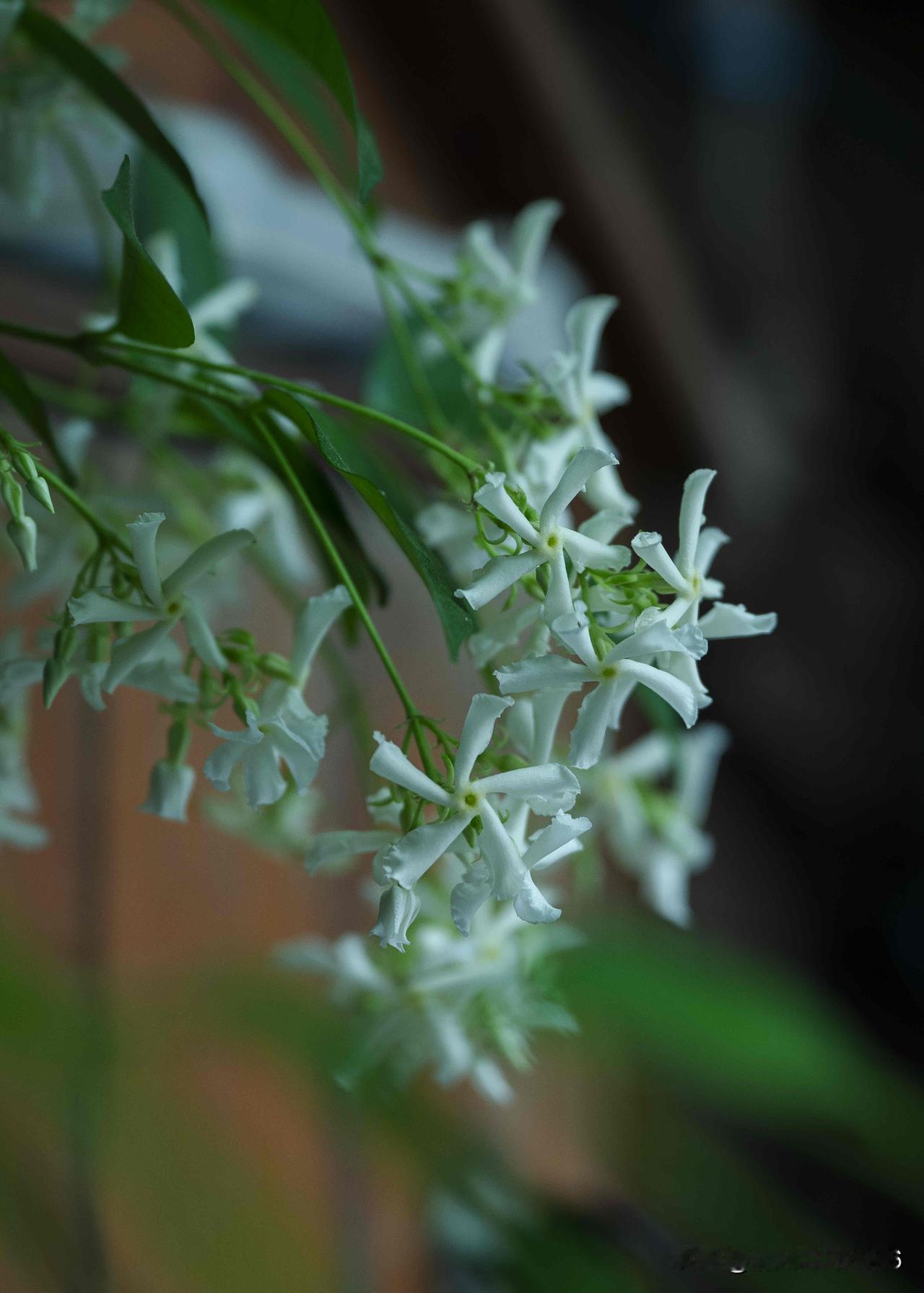 我的初夏 | 藤缠素雪 风送清芬满院

又是一年风车茉莉缀满枝头，小院早已被繁茂