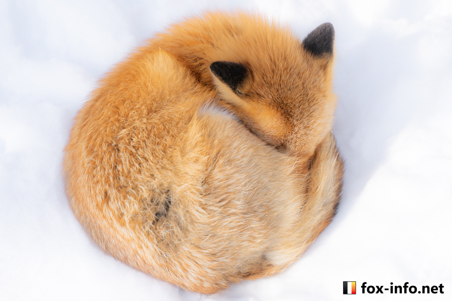狐狸 满🦊月©️fox_info_net 