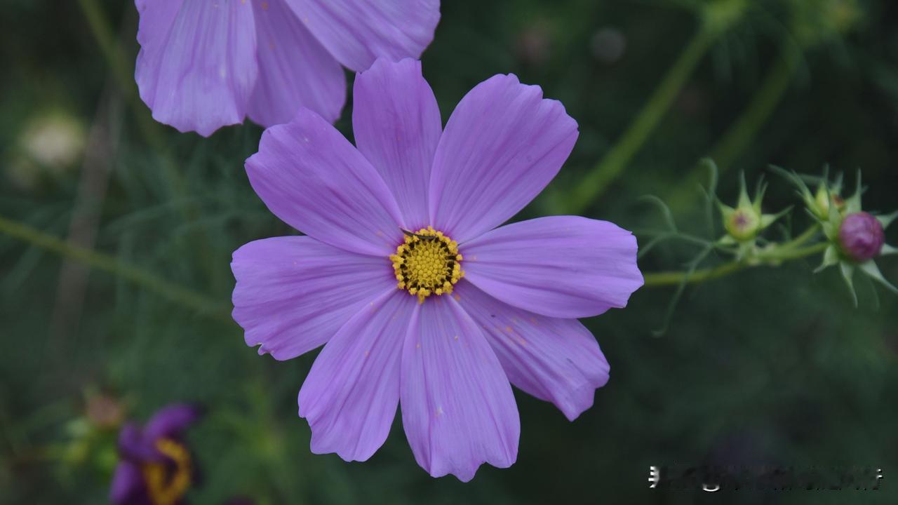 晒图笔记大赛色彩丰富的格桑花，广东的冬天也太美啦，格桑花不仅灿烂绽放，花朵都怎么