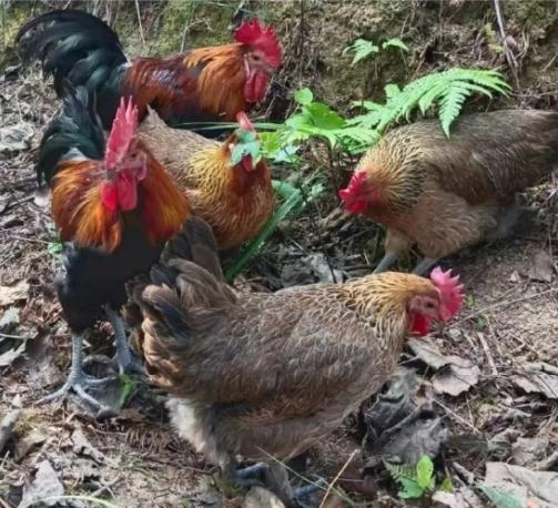 谁懂啊！找亲戚买散养土鸡，没好意思先问价，挑了两只一称重，直接报35一斤！当场尴