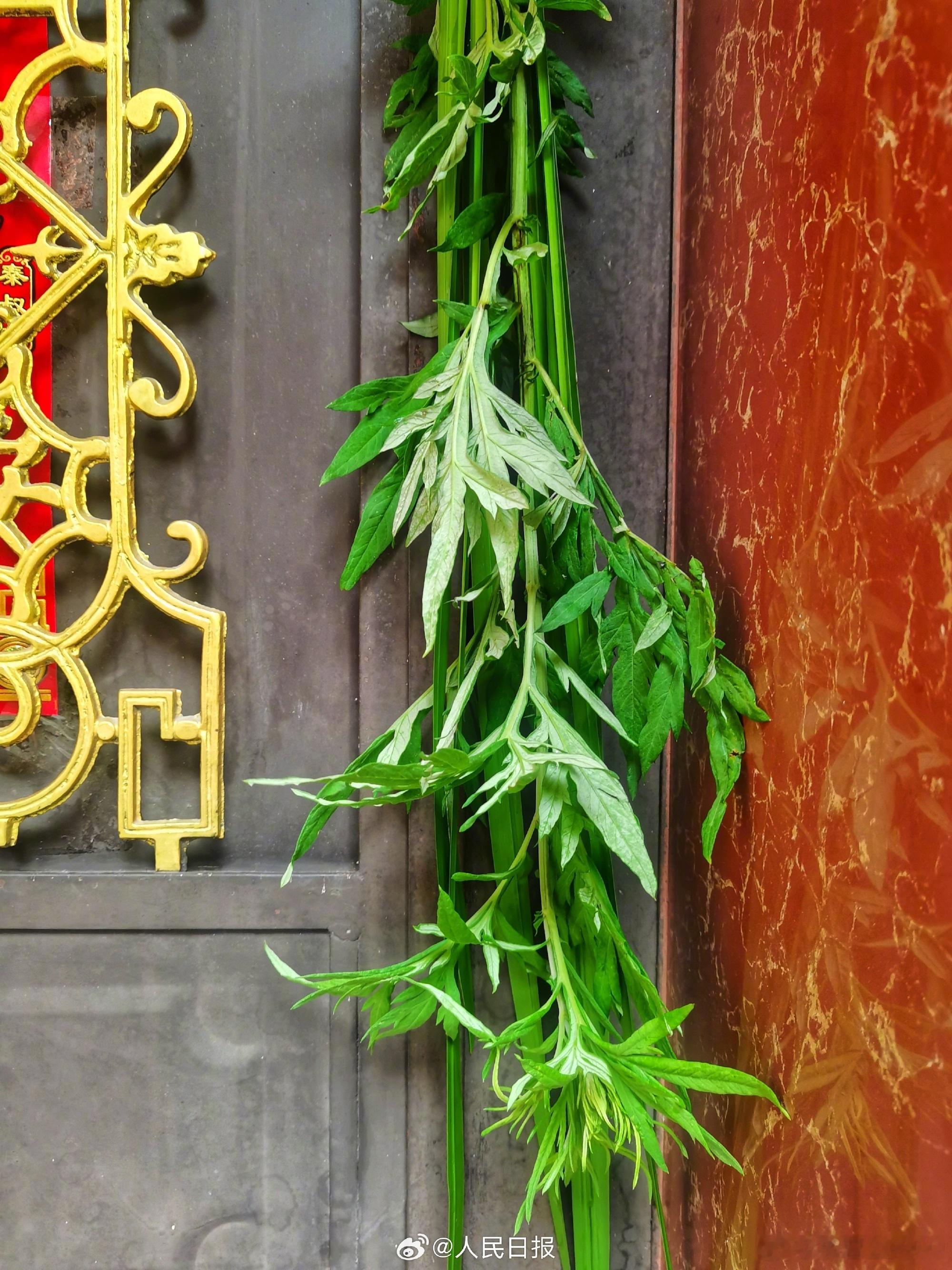 【转给“相亲相爱一家人”！端午节挂完的艾叶还能这么用】你可能不知道的艾叶隐藏妙用