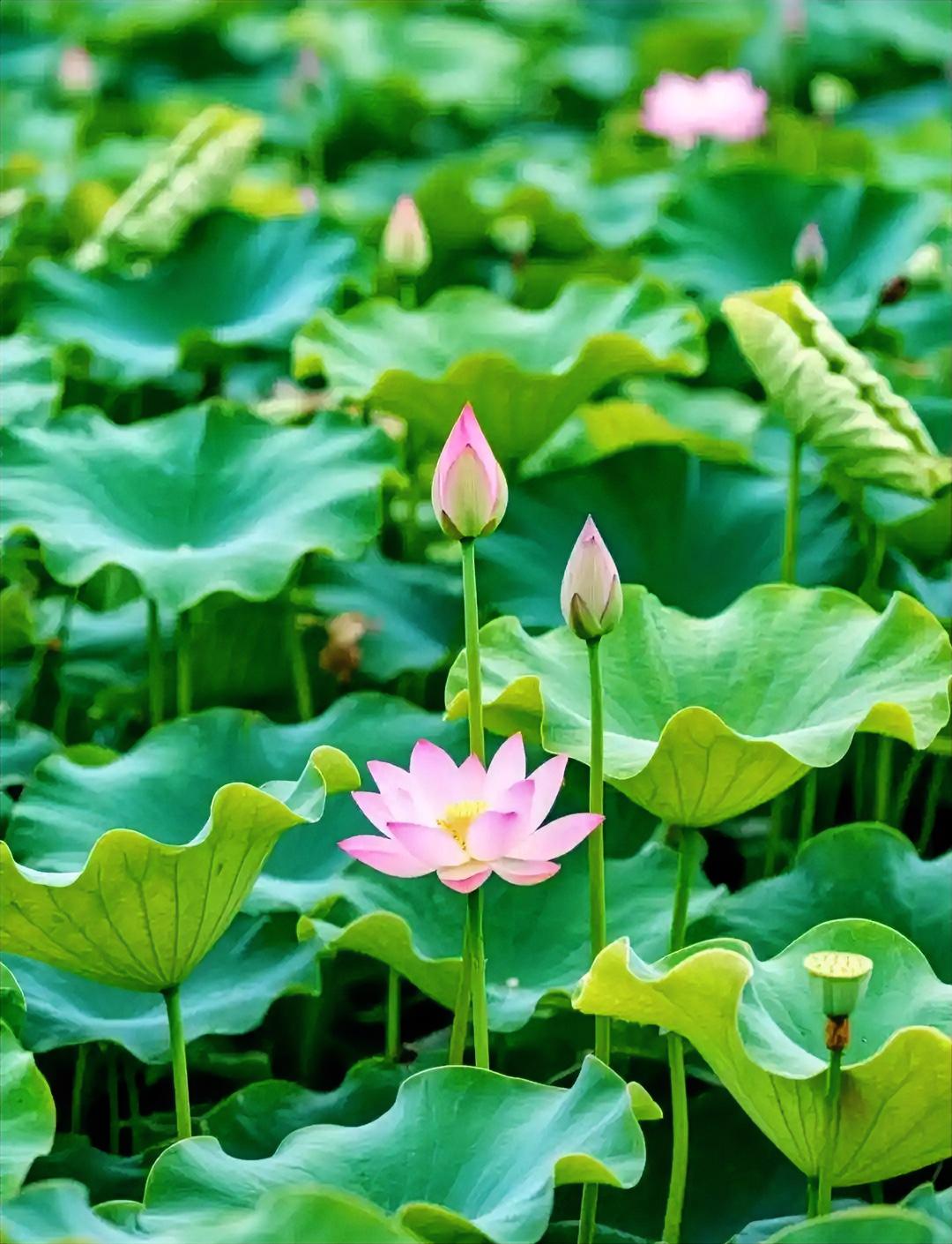 雨润五洲四海；
风抚九域八方。