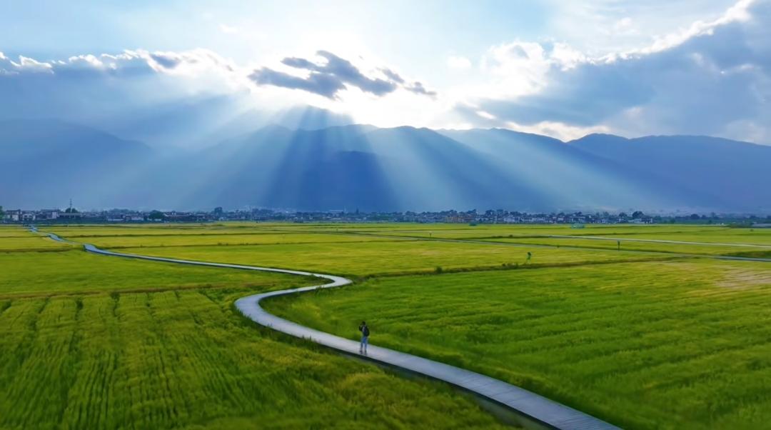 当阳光穿过云层，落在这片绿浪上，才懂什么叫"人间值得"。