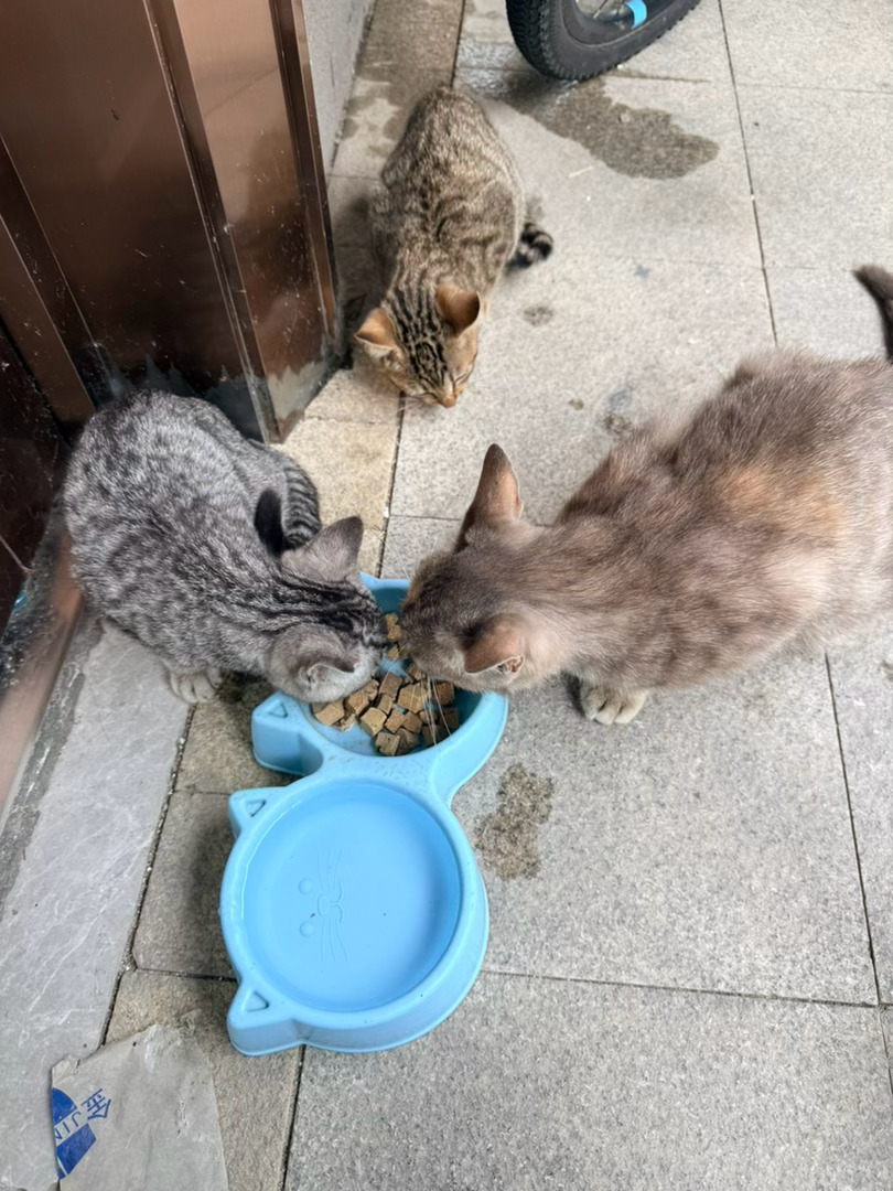 为啥我喂流浪猫吃饭也能被河蟹啊？？？？ 