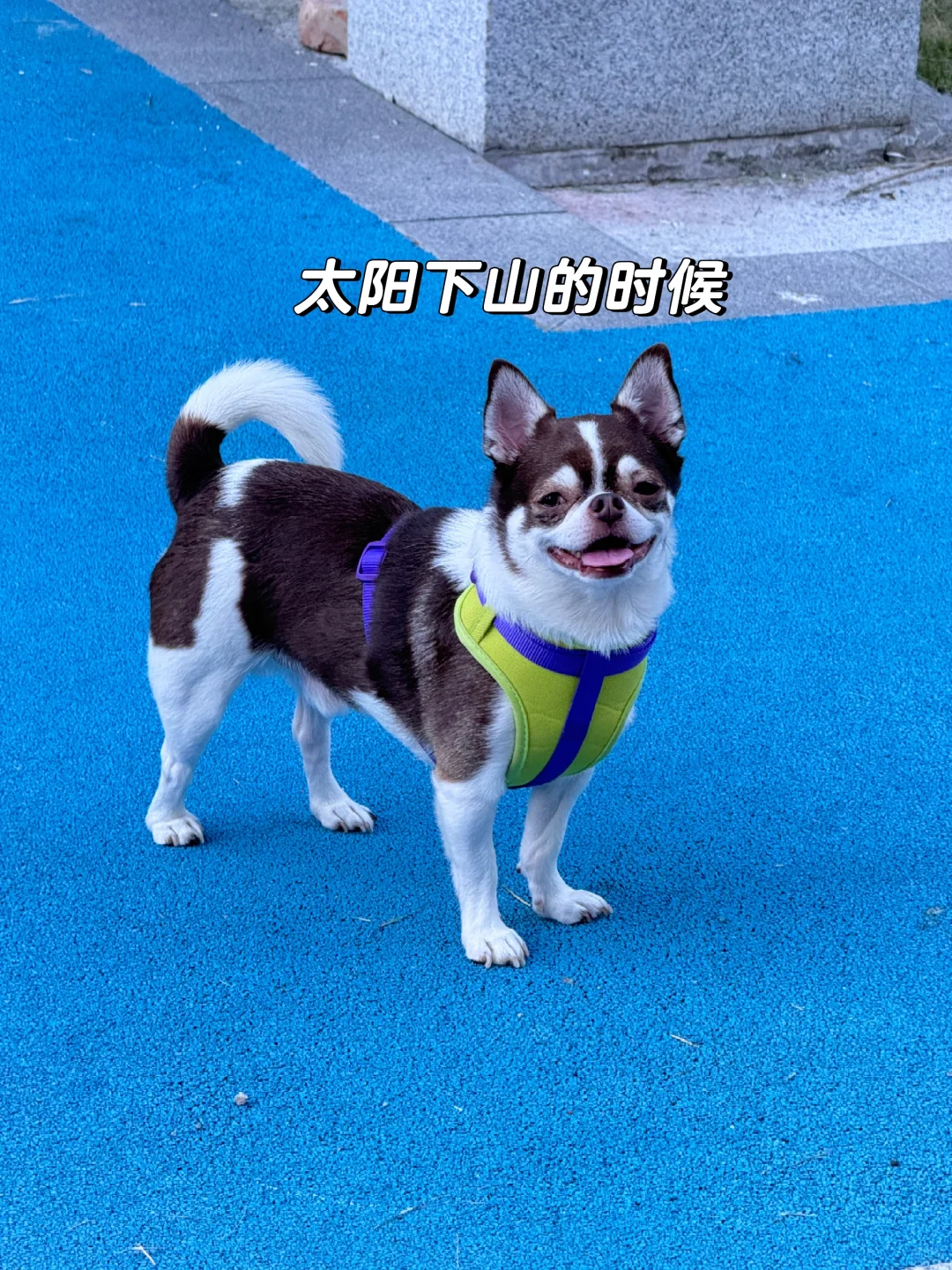 一天不同时间段的扑满｜吉娃娃日常