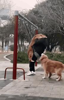 这哥们是真喜欢狗啊，试图抱着狗一起荡秋千，可是他哪里料到，也许由于狗的体重过大，