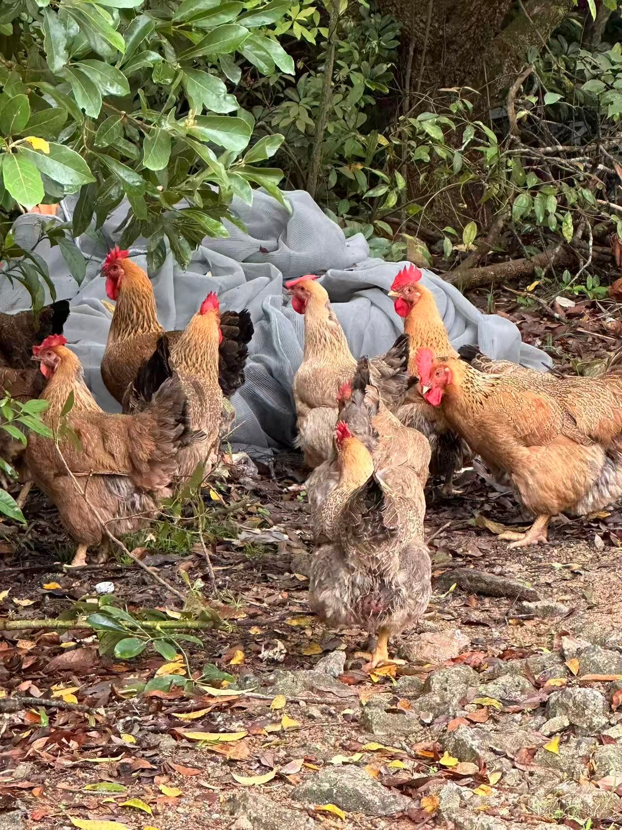 鸡太肥了抓不住咋办 