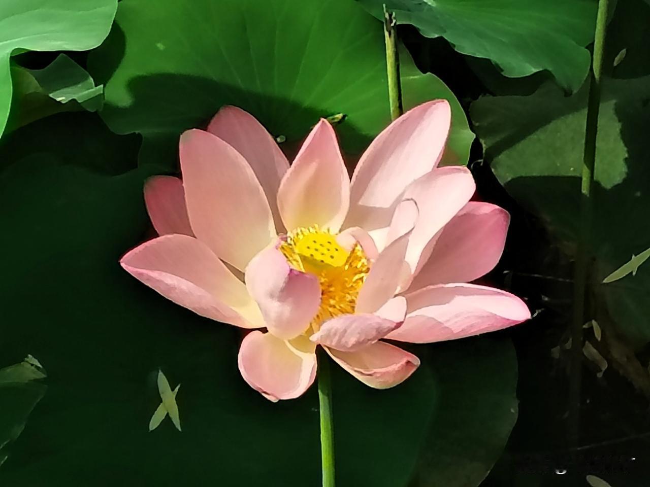 夏日争艳莲莲开。