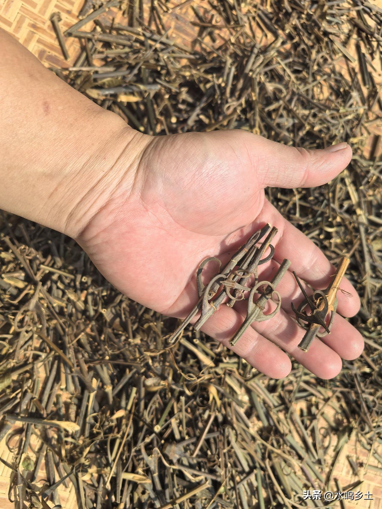 钩藤是属于藤本植物，会攀附在其它植物上生长，想要采到药用部分的钩，那就没有那么容