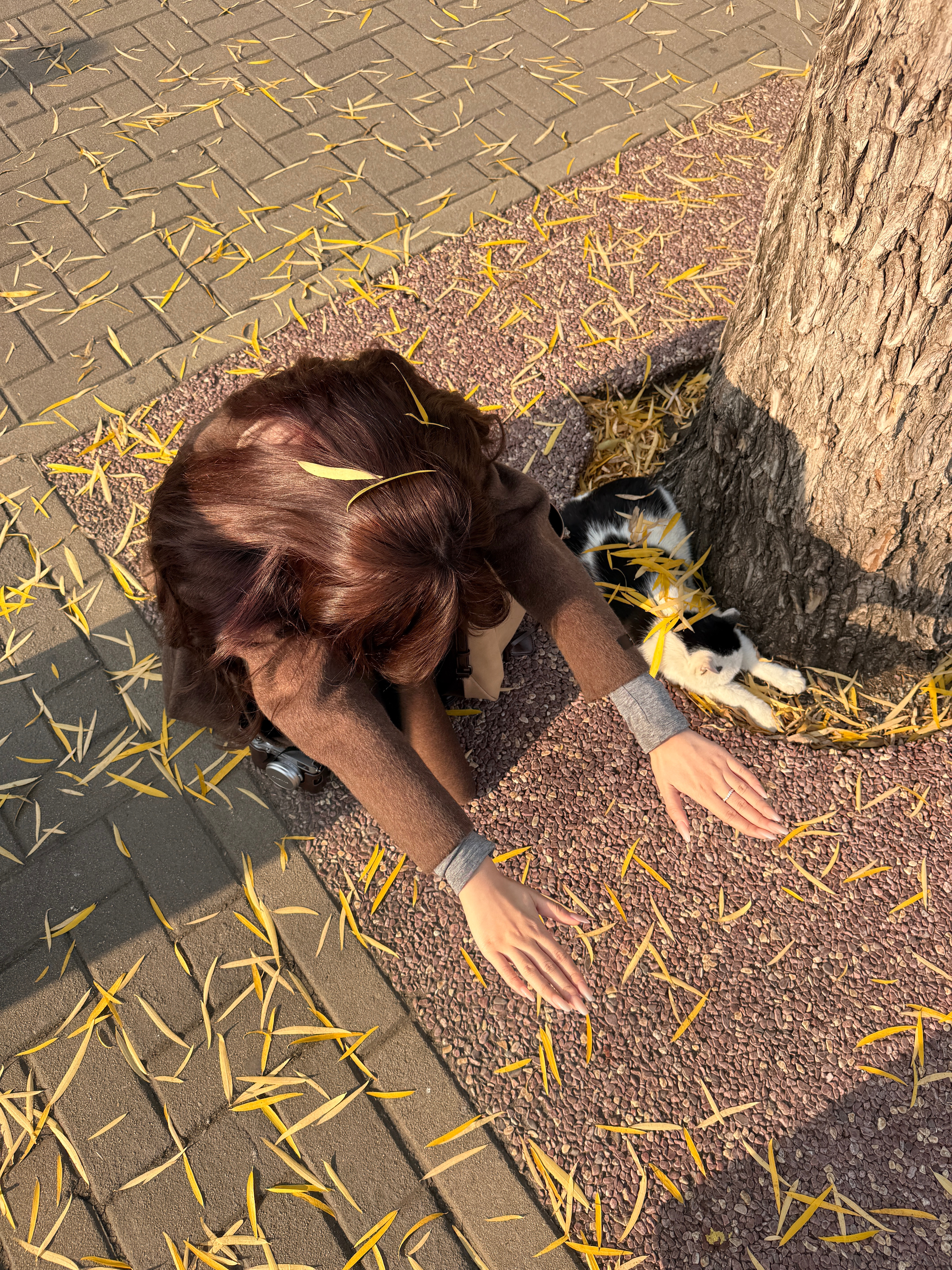 下辈子投胎在北海公园做懒猫 