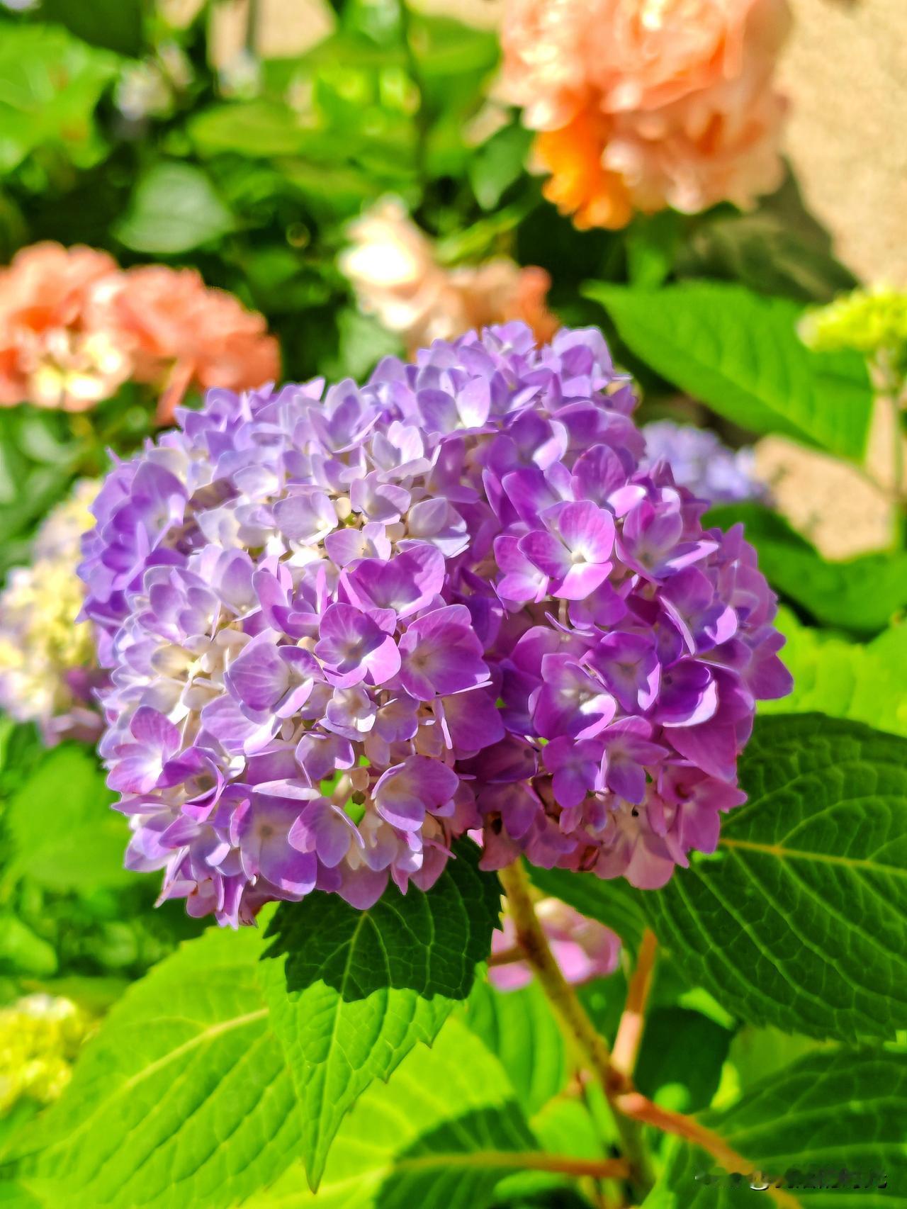 春去尤怜，紫玉雕成团锦绣；
夏初正好，芳心捧作月玲珑。
