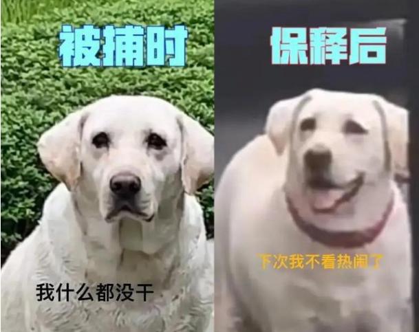 哈哈哈~这个看热闹差点被误抓的拉布拉多~
表情真到位