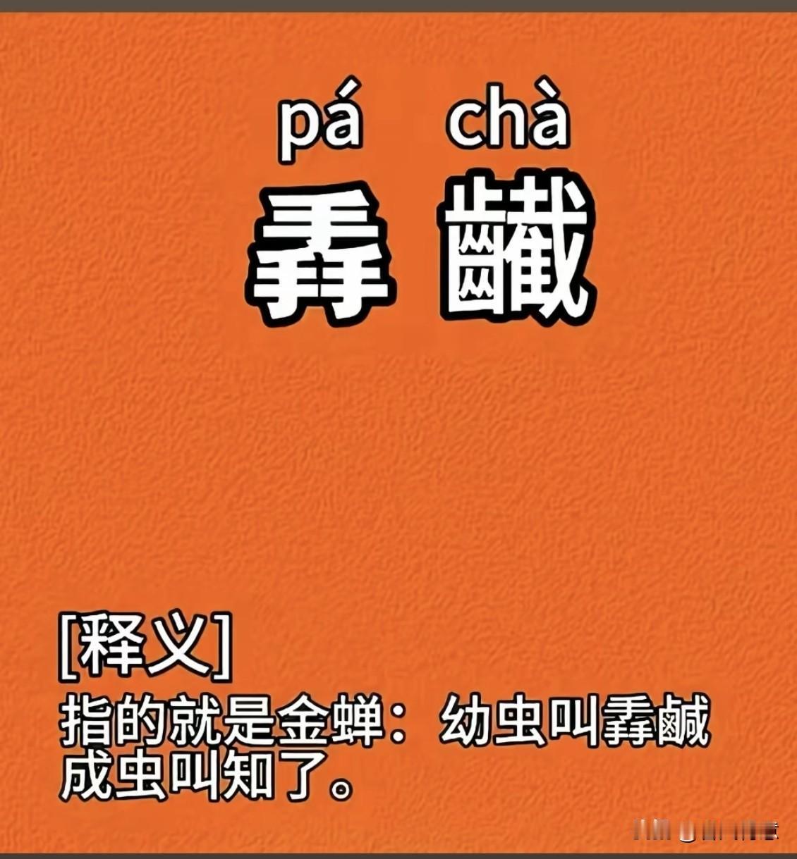 金蝉叫知了，意思是金蝉成虫了。