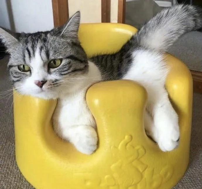 猫：什么？不是给我买的？生气了。