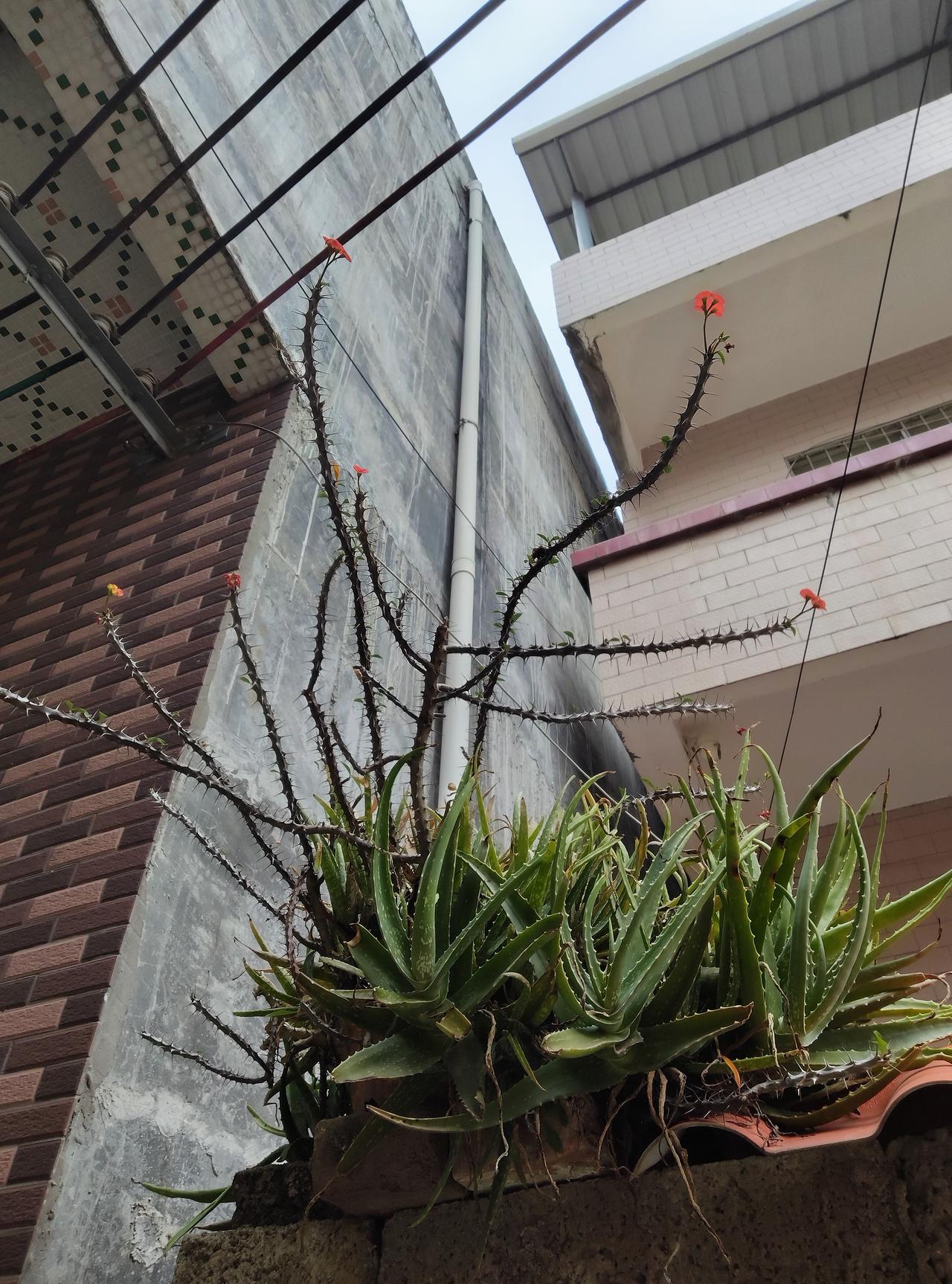 邻居家围墙上这丛植物也太有个性了！

芦荟长得郁郁葱葱，叶片厚实得很，旁边的龙骨