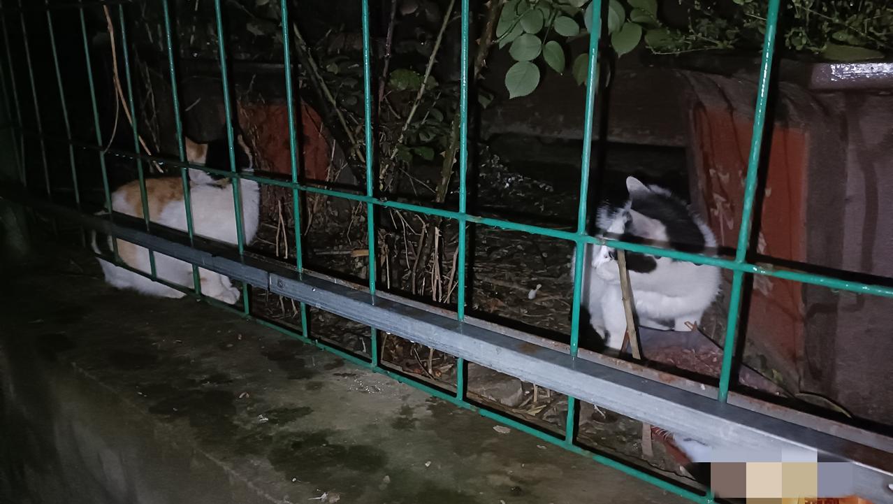 雨停了，夜已深，垃圾站的流浪猫依然等在那里，我没有让它们失望，今晚可以饱餐一顿了