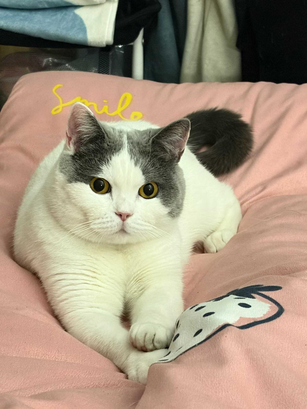 养猫最幸福的瞬间
或许不是抱她在怀里
或许不是喂她吃罐罐
或许不是逗猫棒飞转
而