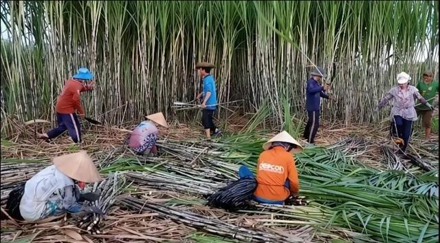 越南变化确实大，过去不少工人来到广西砍甘蔗，跨境务工能增加收入。如今当地就业机会
