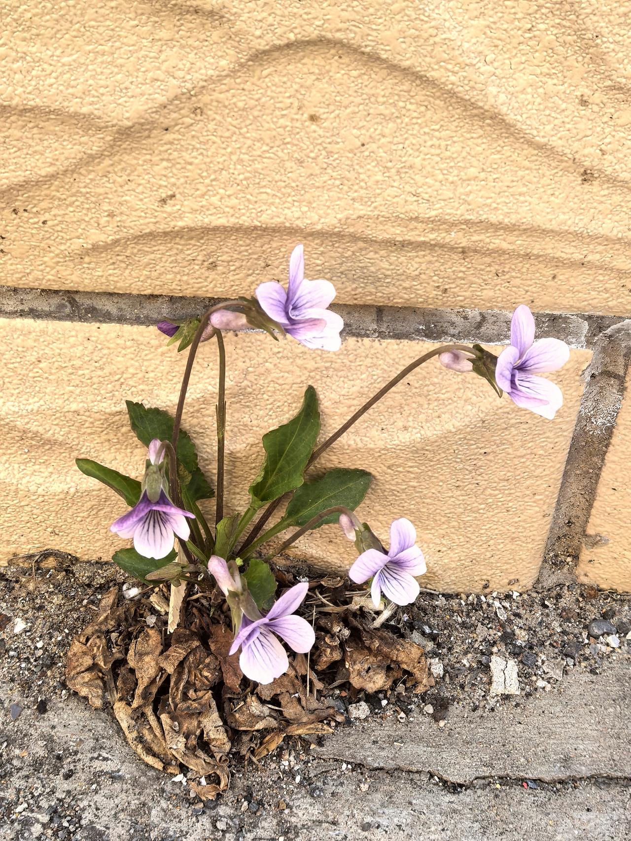 马路旁，墙角边，草地上，只要春风略过，那些像小喇叭一样紫色的小花（紫花地丁）就会