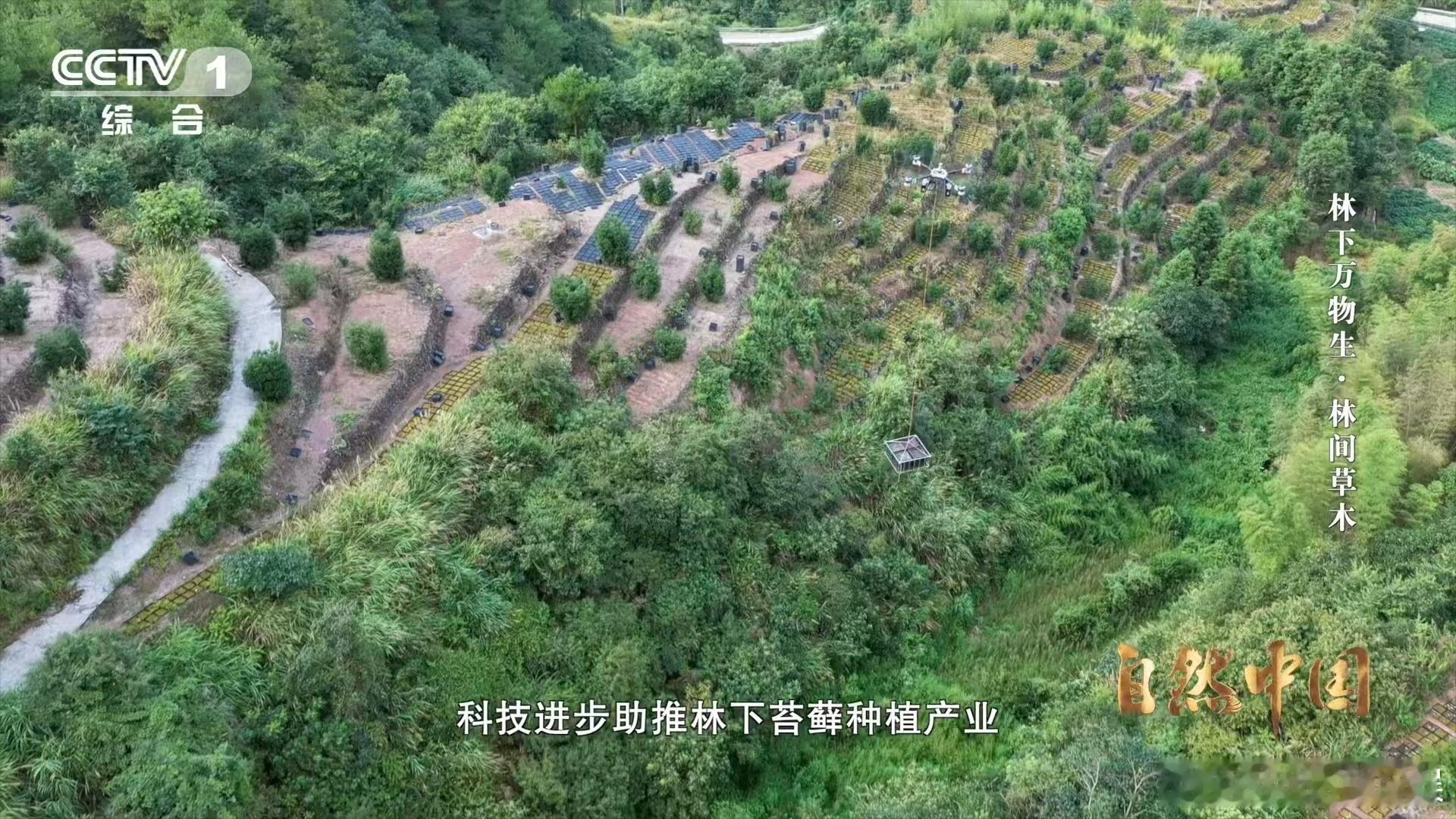 一架架无人机在中国农村运货 广西的农村地区，有着丰富的水果资源，但由于运输不便，