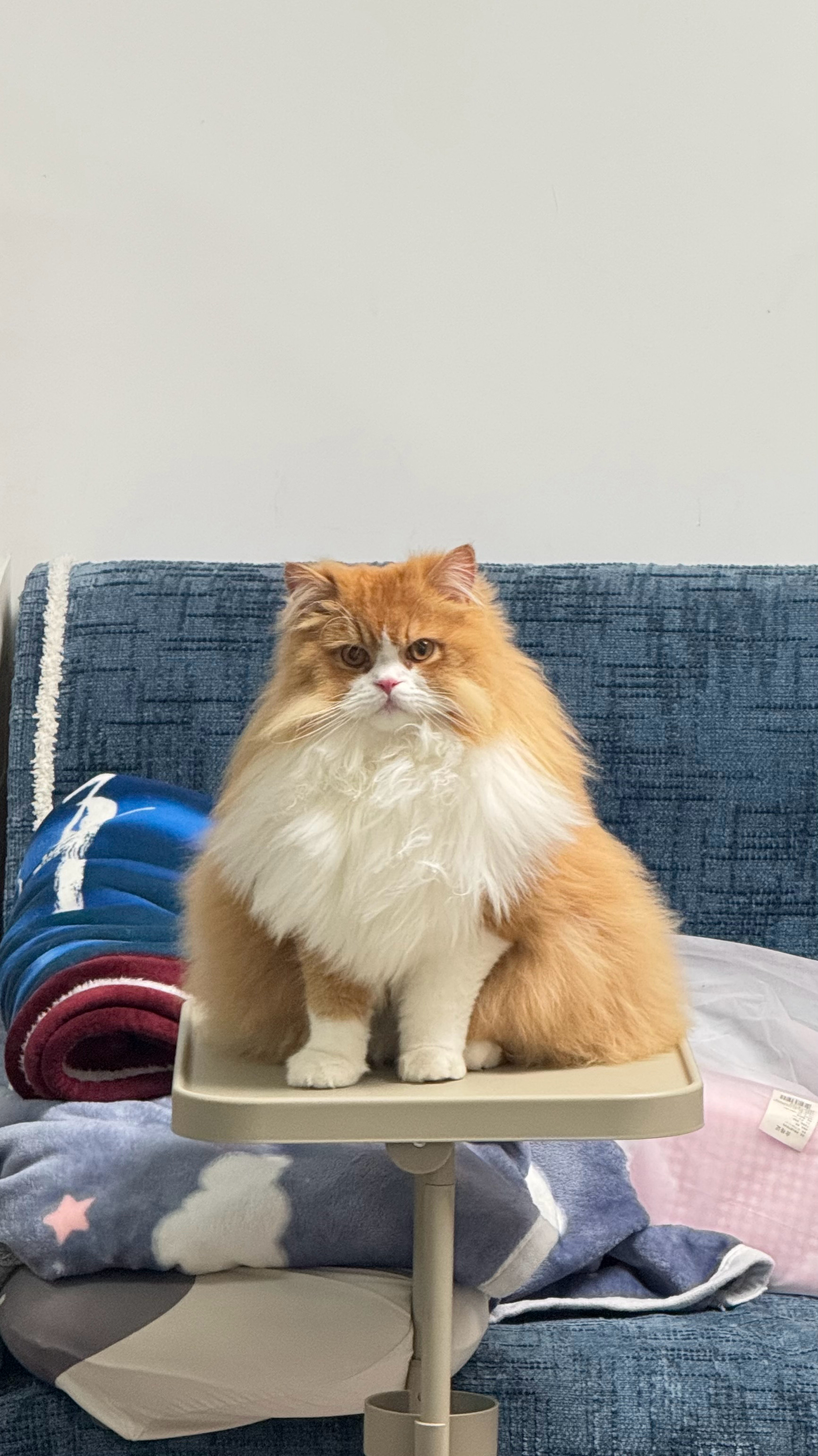 每日萌宠打卡萌宠今日份萌萌哒小猫🐱 