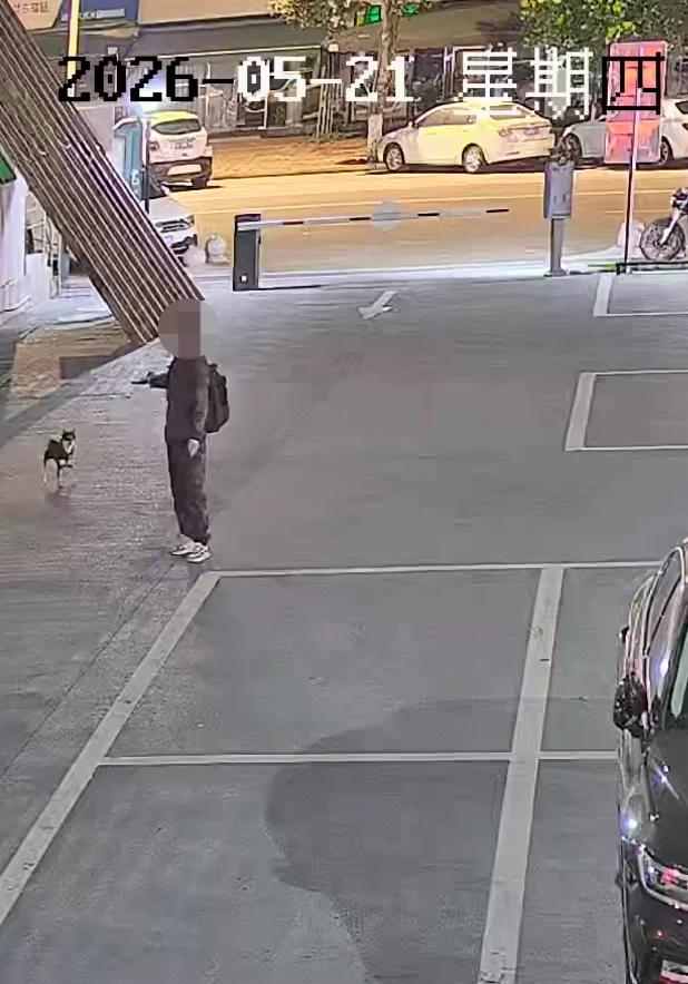 黑皮什么时候能回来？
四川德阳。
凌晨2点半，柴犬“黑皮”在停车场等主人下播，一