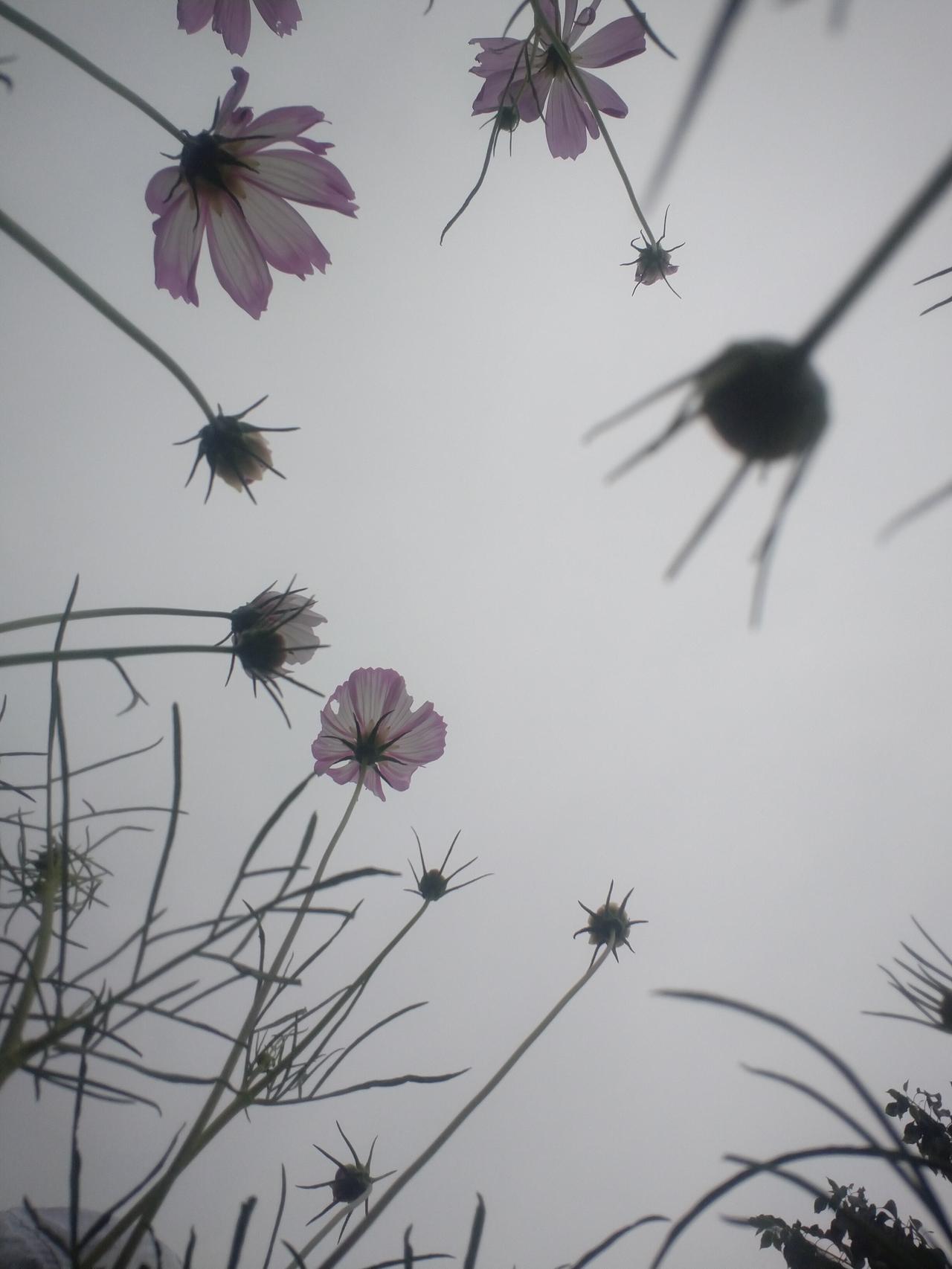 能否分享一下你拍摄的菊花照片