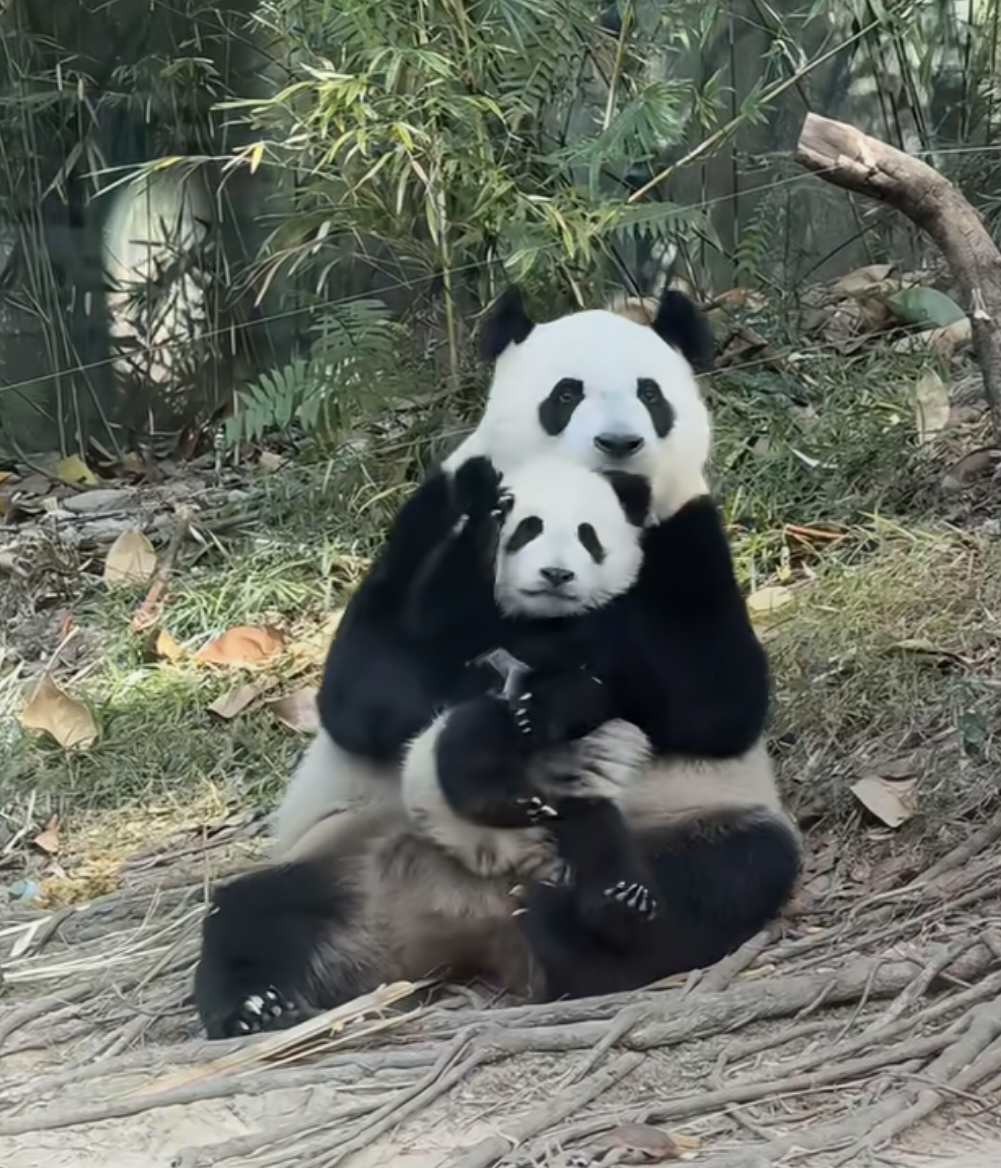 萌萌妈限定拥抱妹猪一分钟，成就的名场面～🐼 