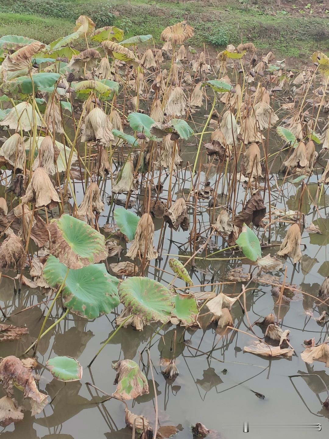 秋日荷塘，真的是静谧如画的存在。残叶飘零，每一片都像是秋天写下的诗。就像诗句“枫