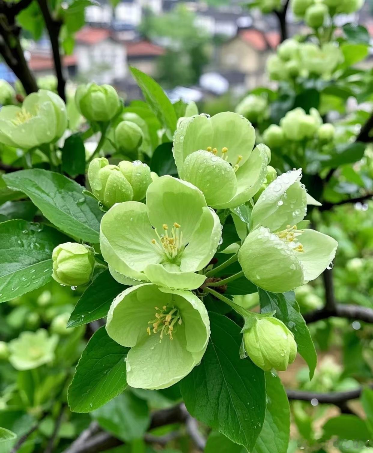 五月夏意浓，看草木葱茏，赏夏花绚烂～ 