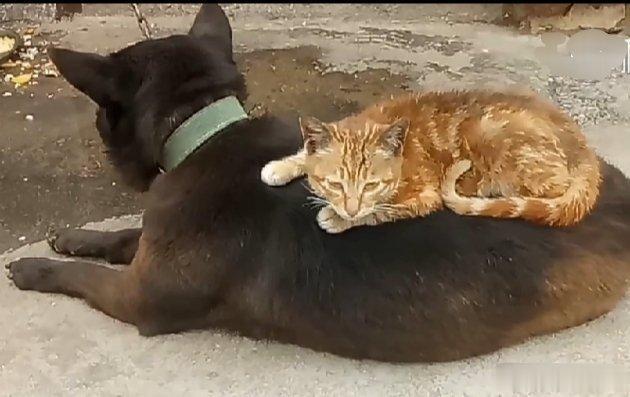 #一人一句七夕节文案#我心情不好，昨天我的狗子走了，相拌那么长时间，你说没感情不