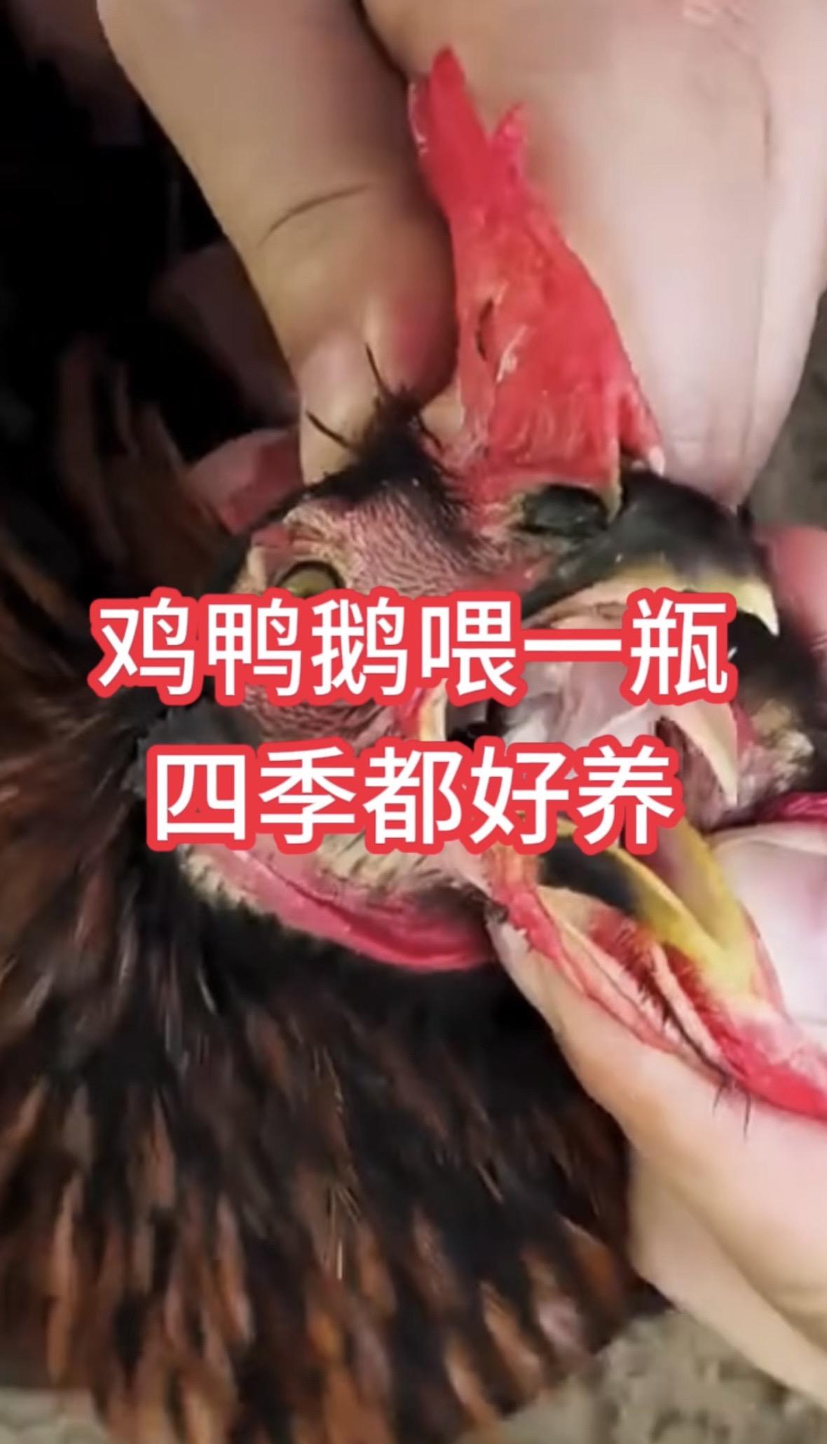 鸡鸭鹅养殖鸡鸭鹅养殖 鸡鸭鹅养殖技术